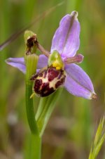 Bee Orchid variant 4.jpg