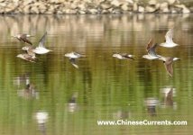 wood sandpipers.jpg