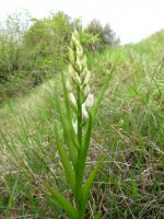 Cotswolds, Sword-leaved.JPG