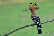 Common-Hoopoe1.jpg