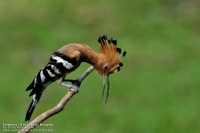 Common-HoopoeX.jpg