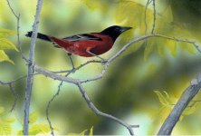 orchard_oriole_600px_wide.jpg