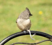 6-3-12 Injured Tufted Titmouse.jpg