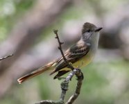 Flycatcher_0584.jpg