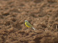 Channel Wagtail - Shenstone 06.04.jpg