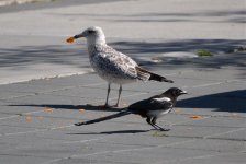 gull and magpie banff - DSC_8828.jpg