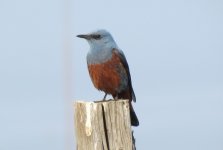 Blue Rock Thrush.jpg