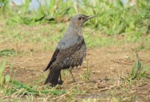 Blue Rock Thrush f.jpg