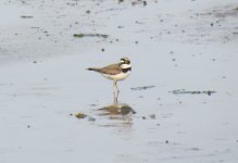 Little-ringed Plover.jpg