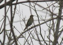 Pechora Pipit.jpg