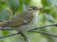 ArcticWarbler-6083.jpg