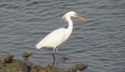 Chinese Egret.jpg