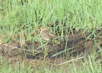 Red-throated Pipit.jpg