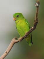 juvenile blue-crowned hanging parrot.jpg