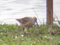 Long-billed Dowitcher Livermere.jpg