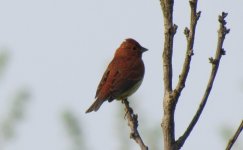 Chestnut Bunting.jpg