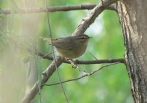 Dusky Warbler.jpg