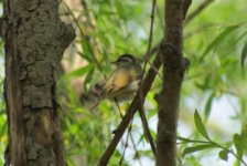 Eastern Crowned Warbler.jpg