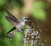 Hummer Annas 2011-07-06 157.jpg