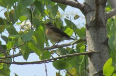 Eye-browed Thrush.jpg