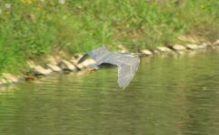 Striated heron.jpg