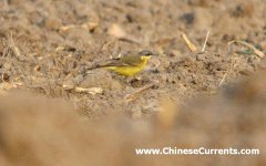 Alaska Wagtail Montacilla (tschutschensis)  tschutschensis.jpg