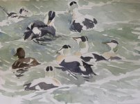 eider sketch small.JPG