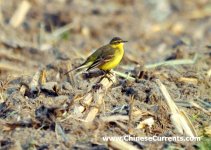 Green-headed Wagtail  Montacilla (tschutschensis) taivana.jpg