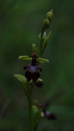 fly-orchid-n-hants-5jun2012.jpg