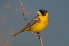 Black headed bunting.jpg