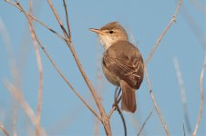 olivaceous warbler.jpg