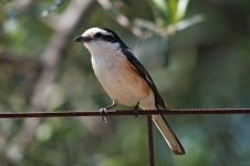 Masked shrike.jpg