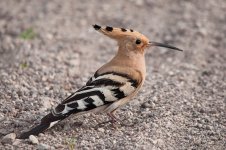 Hoopoe 1.jpg