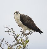 osprey D800_DSC1862_01.jpg