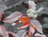 Bushtit.JPG