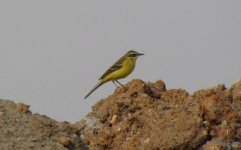 Yellow Wagtail.jpg