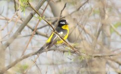 Yellow-rumped Flycatcher.jpg