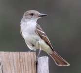 Ash-throated Flycatcher_0351.jpg