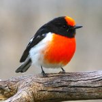 Red Capped Robin1.JPG