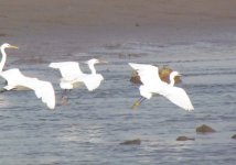 Chinese and Little Egret.jpg