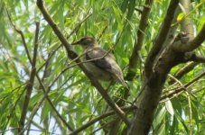 Red-billed Starling.jpg