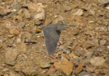 Striated Heron.jpg