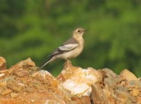 White Wagtail.jpg