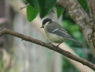 coal tit.jpg