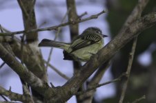 Yellow-margined Flycatcher.jpg