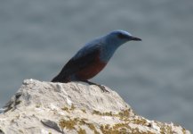 Blue Rock Thrush.jpg