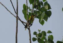 Black-naped Oriole.jpg