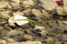 Grey Wagtail.jpg