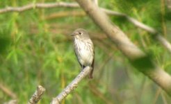 Grey-streaked Flycatcher.jpg