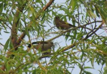 Siskin and Greenfinch.jpg